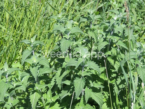 catnip